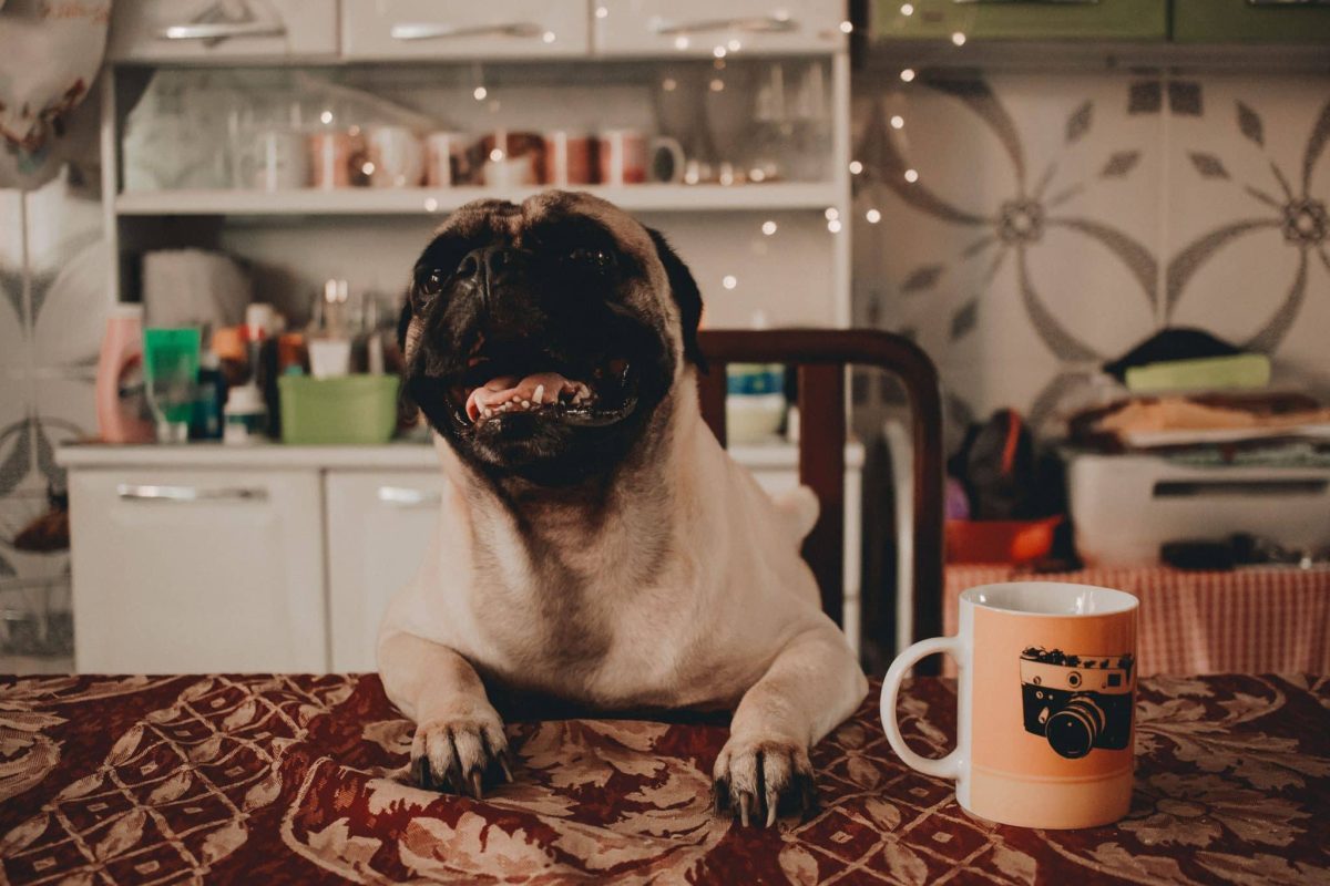 Pug displaying adorable determination while hoping for one delicious bite.