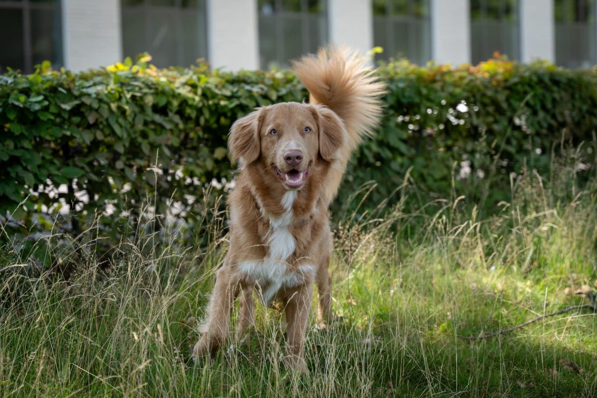 Nova Scotia Duck Tolling Retriever enjoying lively summer play with endless enthusiasm.
