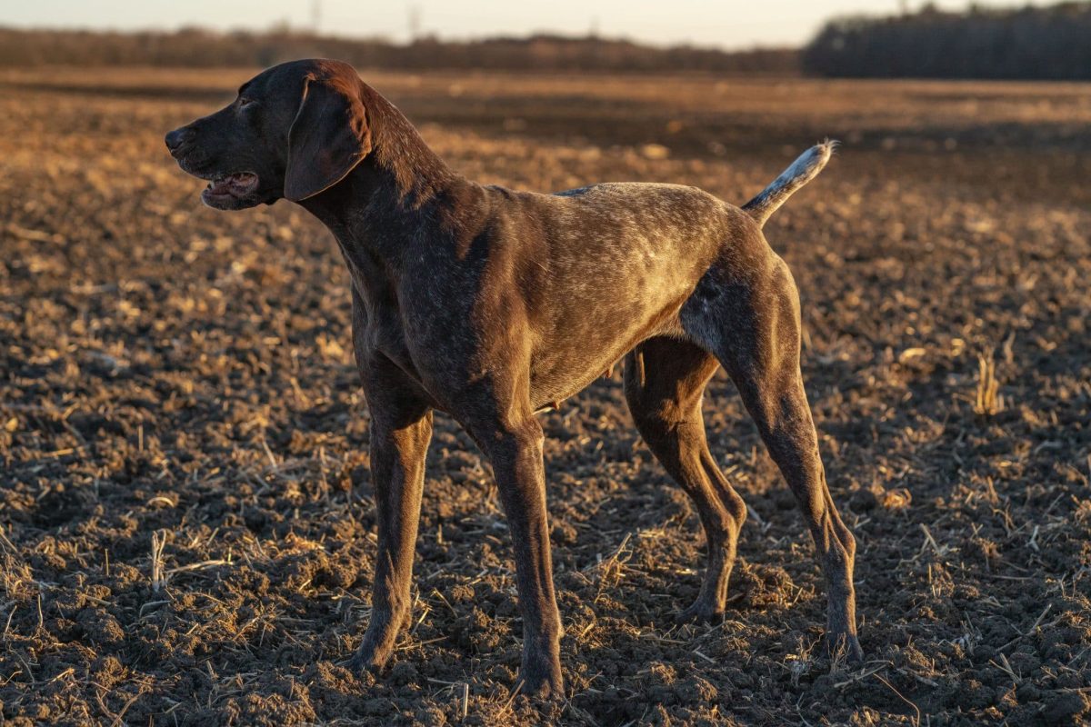 German Shorthaired Pointer eagerly searching with athletic confidence and endless enthusiasm.