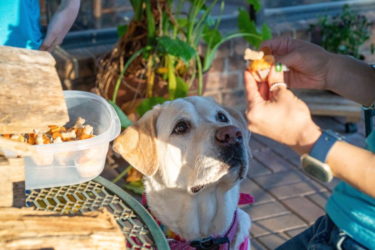 Labrador Retriever wearing a mischievous expression while plotting another tasty snack.