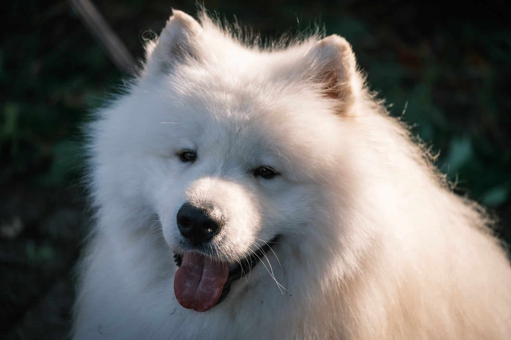 Samoyed showing its famous smiling face with joyful confidence.