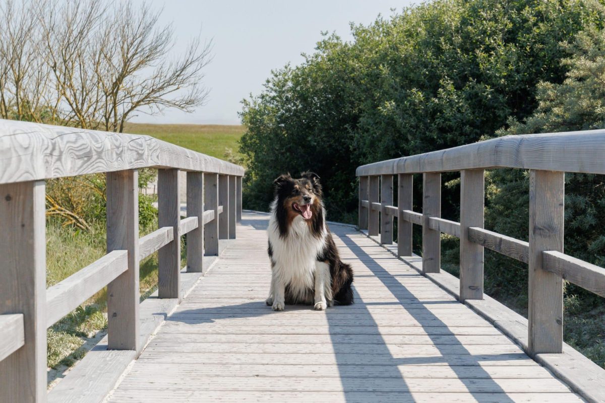 Shetland Sheepdog displaying bright curiosity and quick problem-solving instincts.