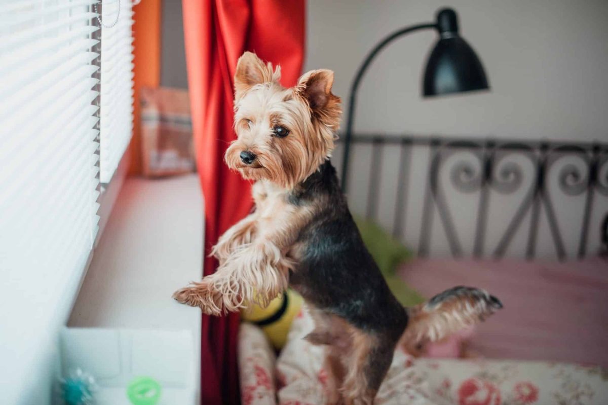 A contented  tiny  canine  showing the comfortableness  and companionship of flat  living.