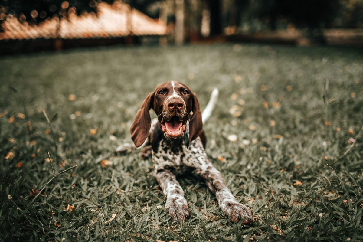 German Shorthaired Pointer showing boundless enthusiasm and impressive athletic endurance.