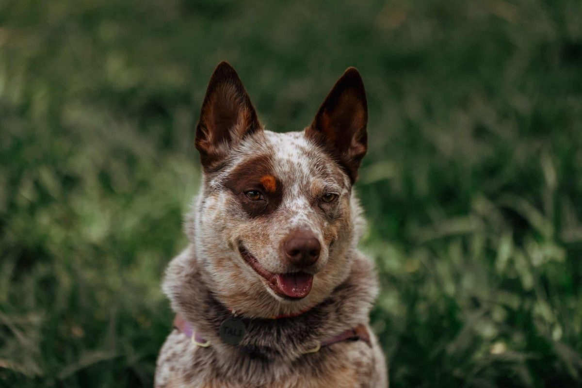 Australian Cattle Dog showing determined intelligence and resourceful working instincts.