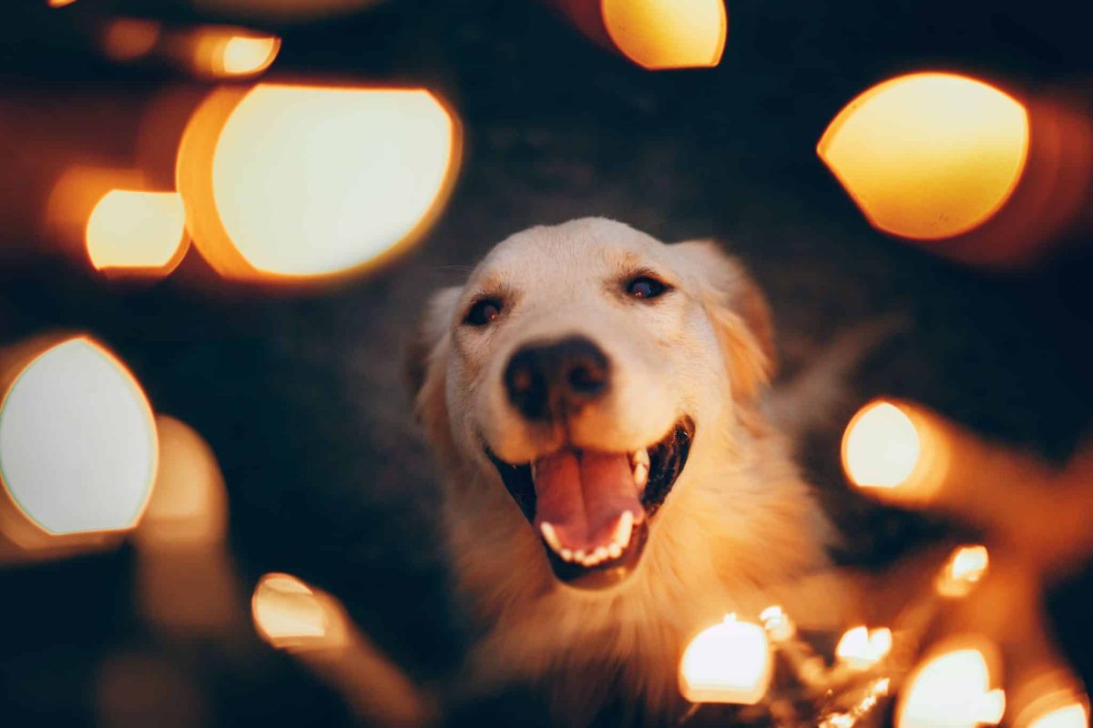 Golden Retriever wearing a joyful smile with warm, friendly expression.