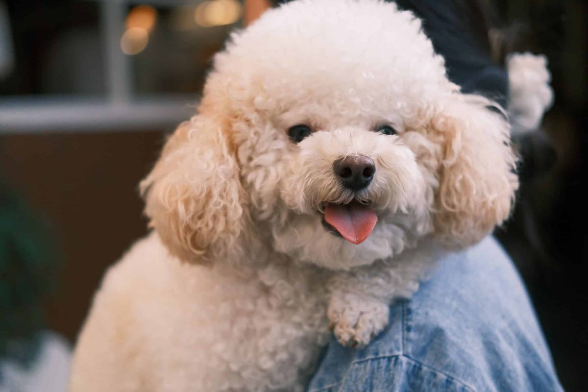 Bichon Frise bringing cheerful comfort with a loving, affectionate expression.