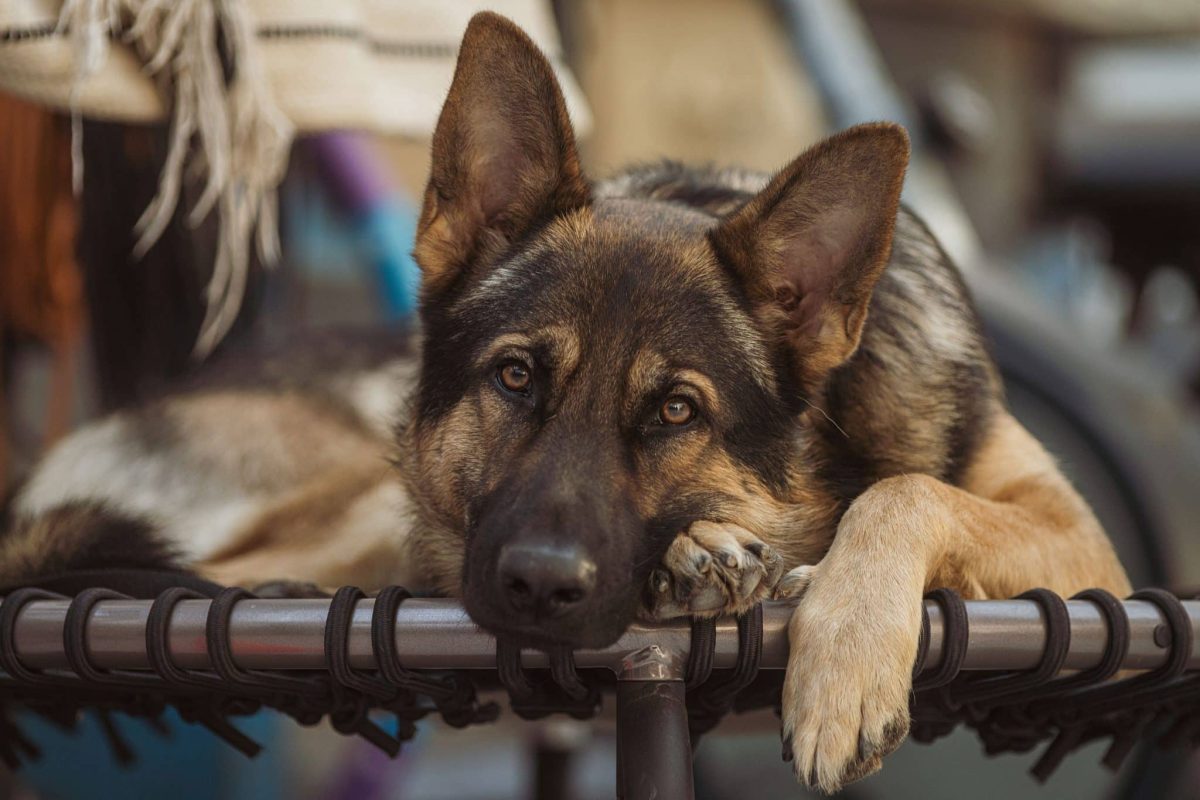 German Shepherd showing confident leadership and loyal protective instincts.