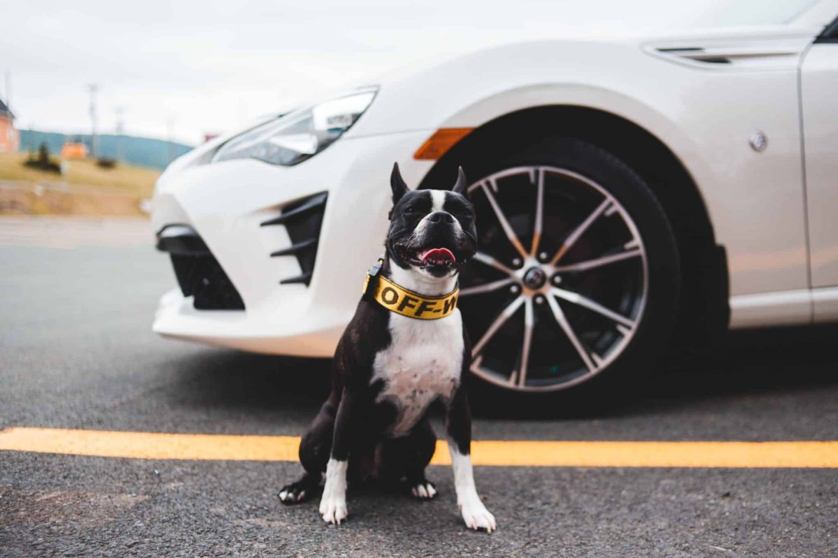 Boston Terrier displaying an adorable smile with lively, happy eyes.