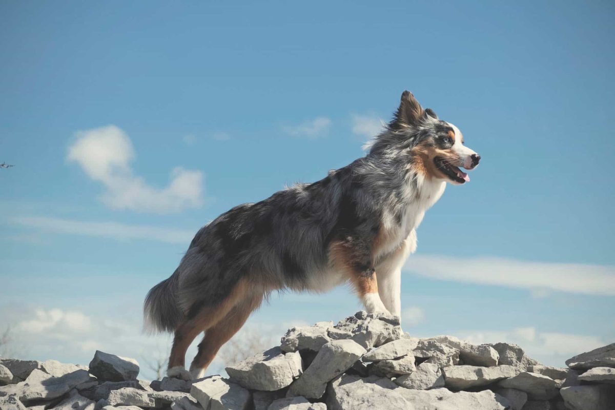 Australian Shepherd demonstrating clever focus and eager problem-solving determination.