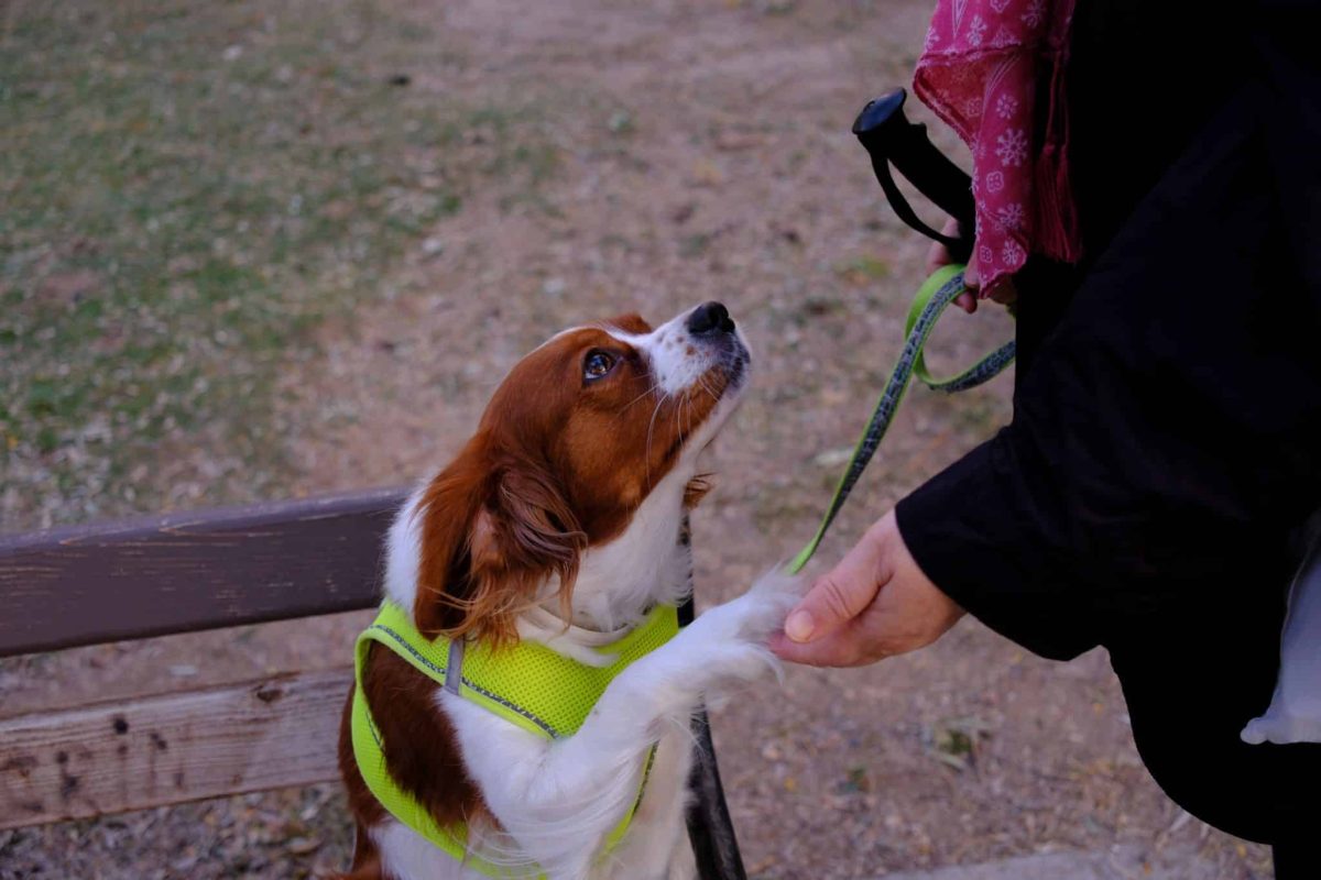 Cavalier King Charles Spaniel radiating gentle affection and comforting companionship.