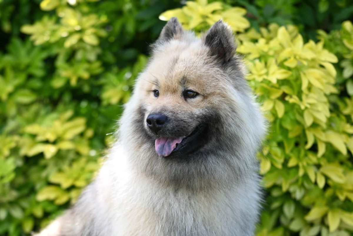 Keeshond showing its famous smiling face with cheerful affection.