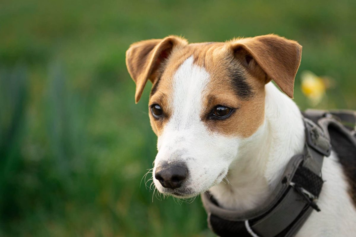 Jack Russell Terrier displaying fearless curiosity and clever problem-solving persistence.
