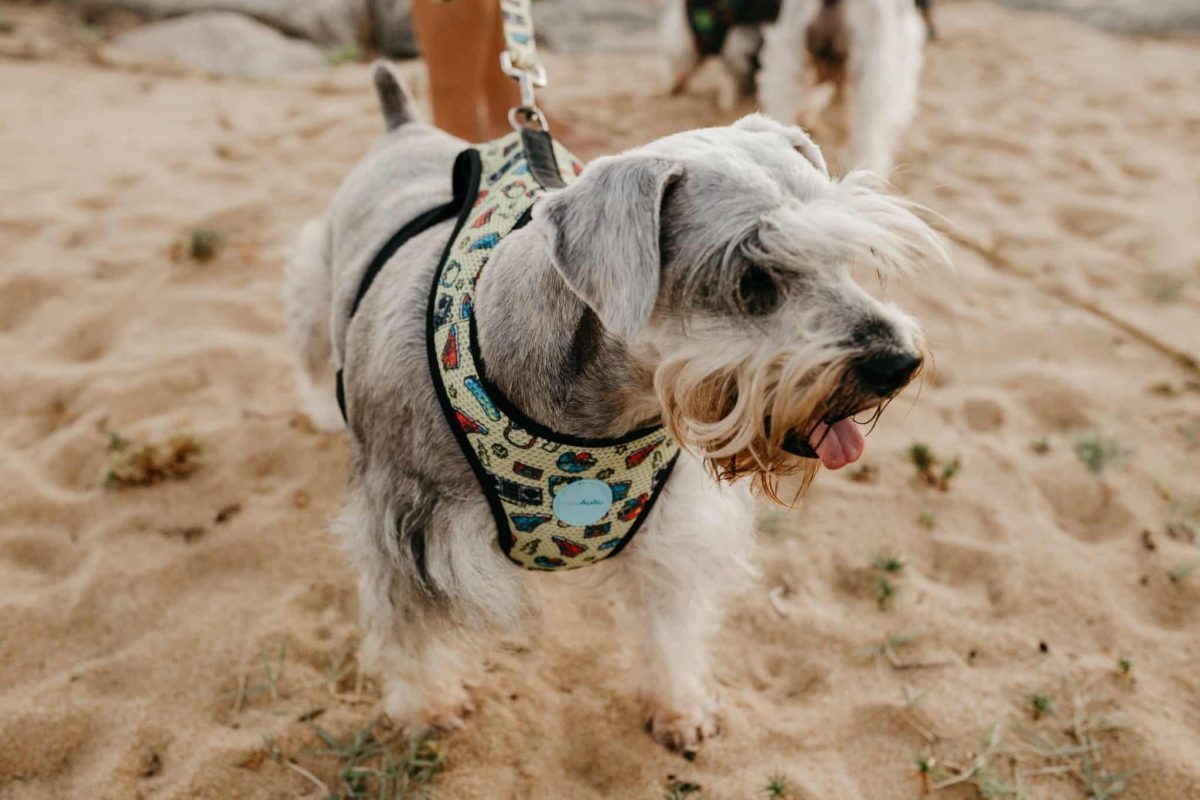 Miniature Schnauzer showing bold confidence and spirited leadership every day.