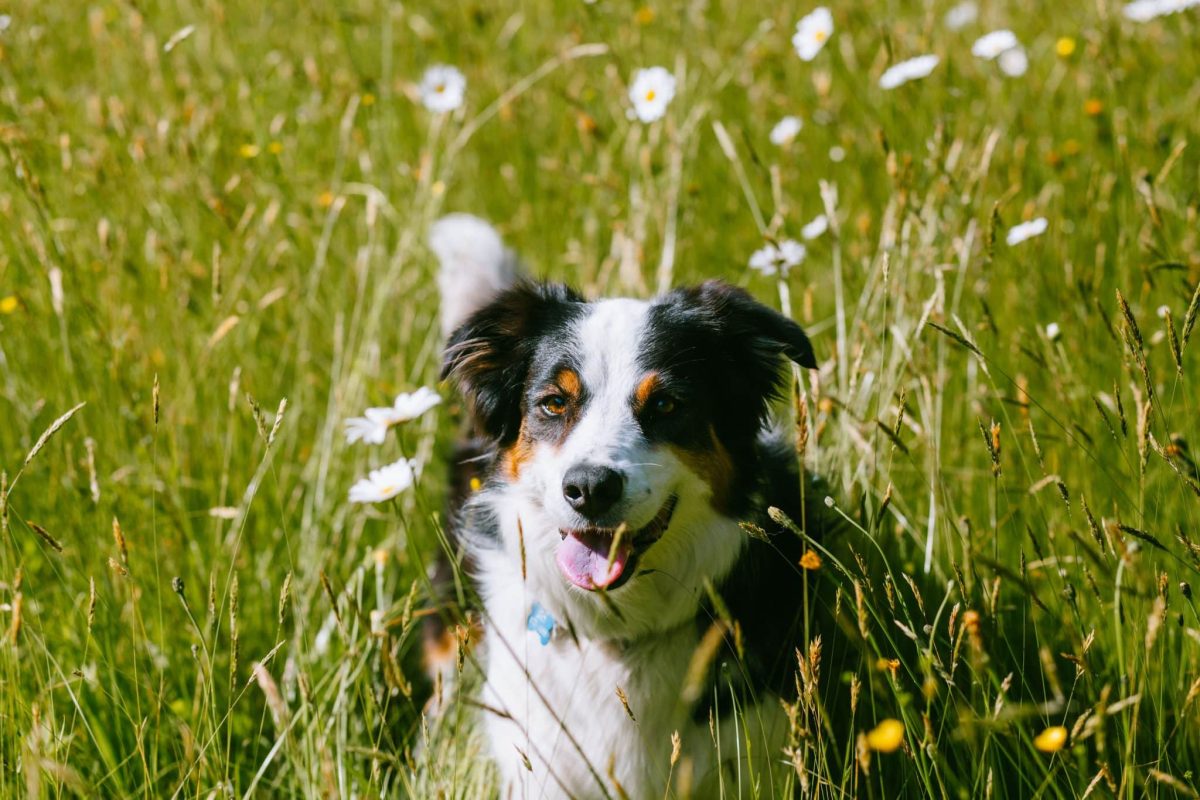 Australian Shepherd showing energetic summer excitement through playful outdoor adventures.