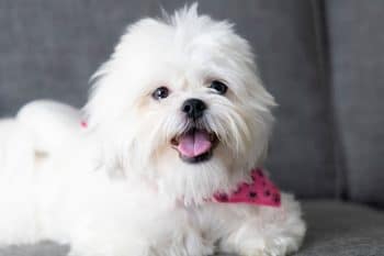 11 Small Dog Breeds Perfect For Cozy Apartment Living