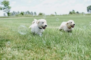 PetWireDaily — 11 Playful Dog Breeds Made For Summer Fun