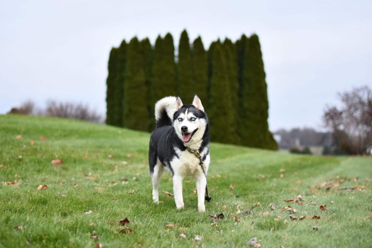 Siberian Husky displaying playful confidence and independent leadership personality.