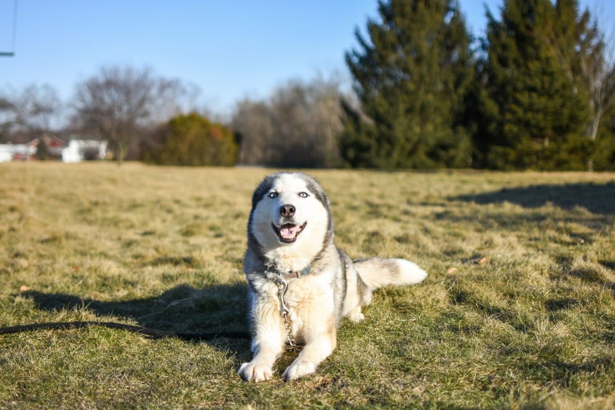 A confident dog showing bold leadership and playful determination with a commanding personality.