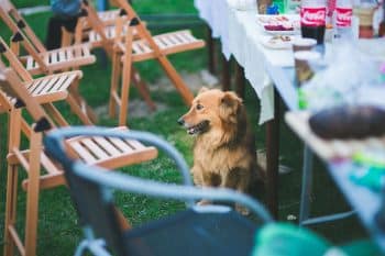 PetWireDaily — 13 Dog Breeds Most Likely To Steal Food Unnoticed