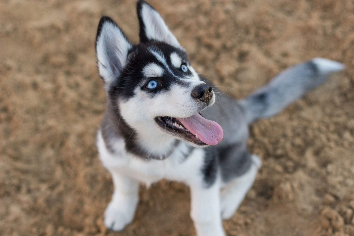 Siberian Husky radiating endurance, adventure, and boundless excitement.