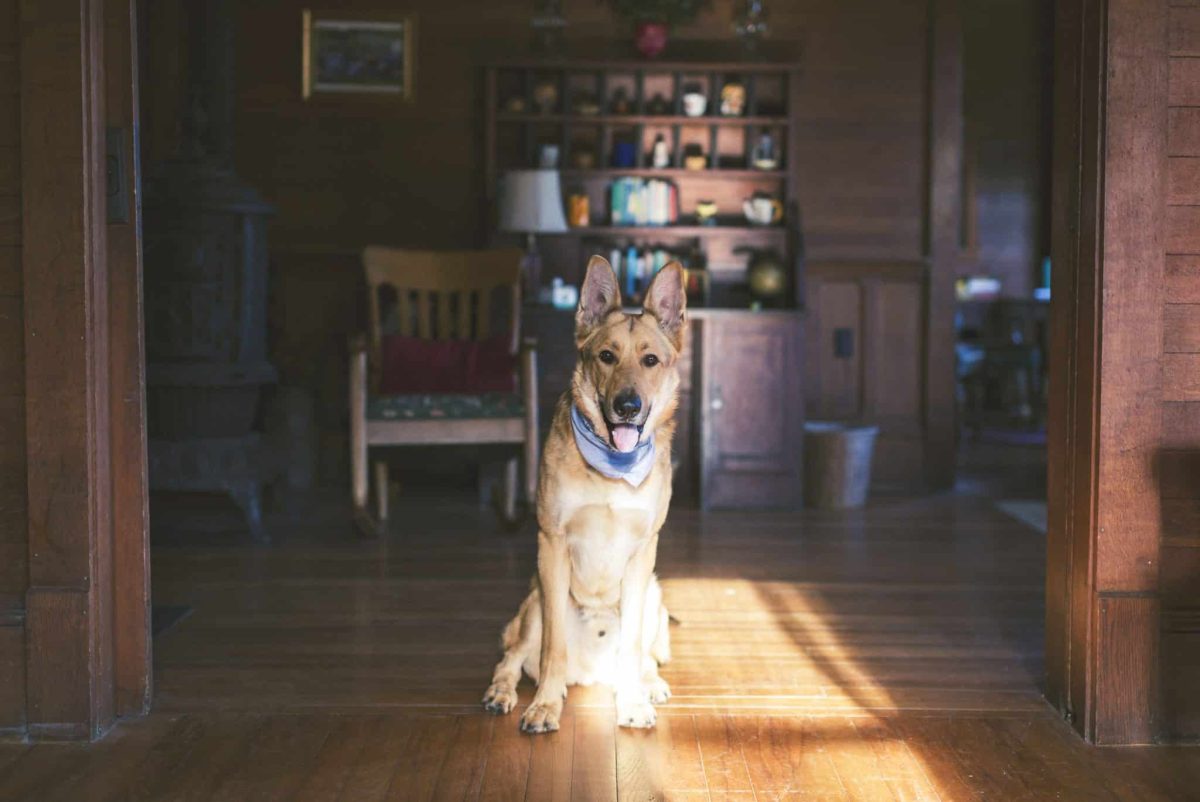 German Shepherd demonstrating fearless loyalty with a deeply devoted and gentle heart.