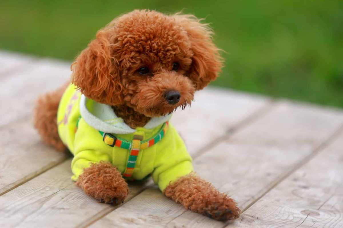 Poodle showing alert curiosity and impressive talent for solving challenges.