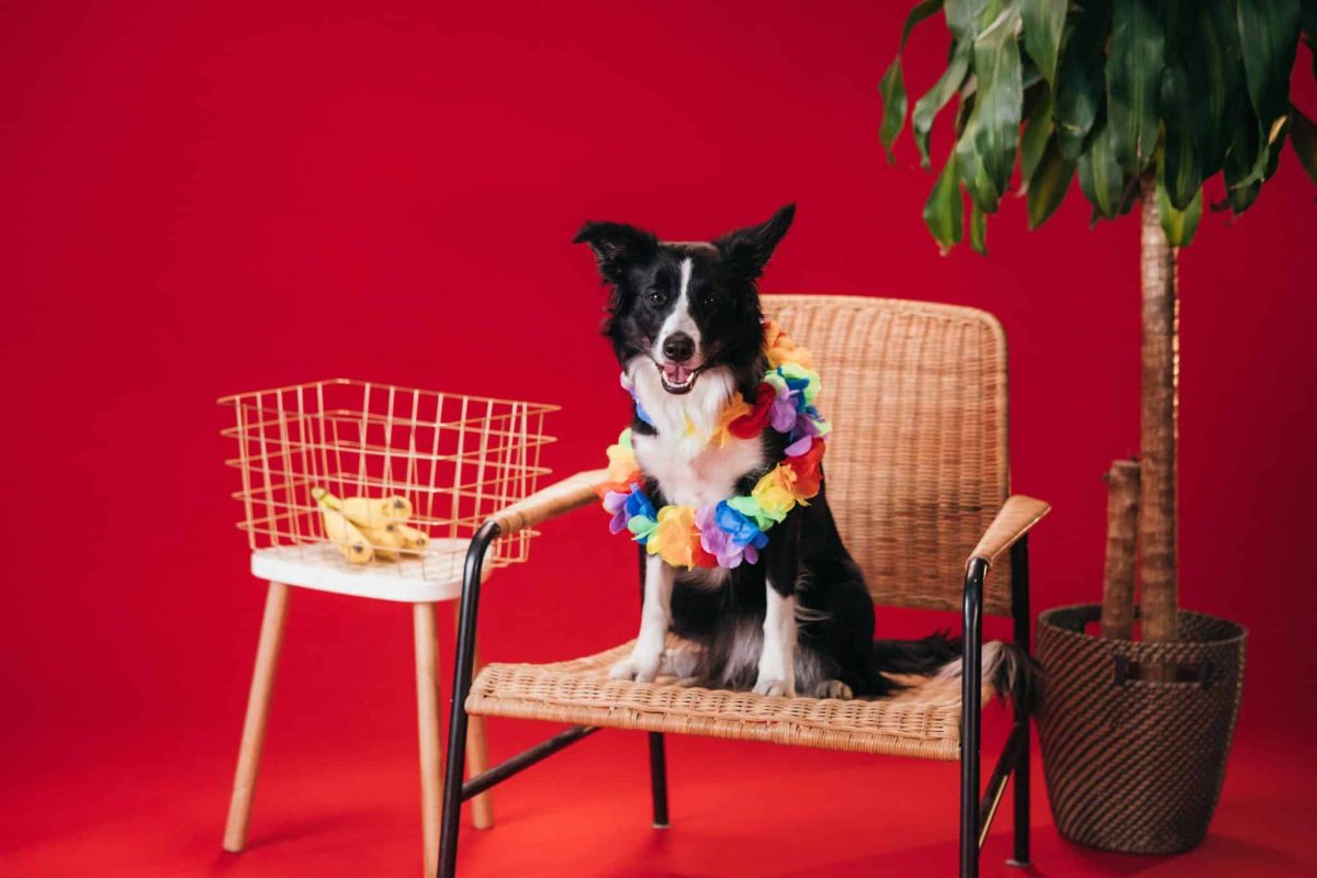 Border Collie using brilliant intelligence to outsmart snack protection.
