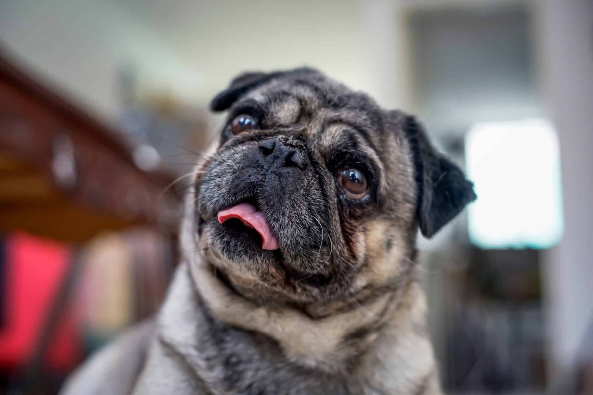 A curious dog with a playful expression hinting at clever mischief and irresistible food loving charm.