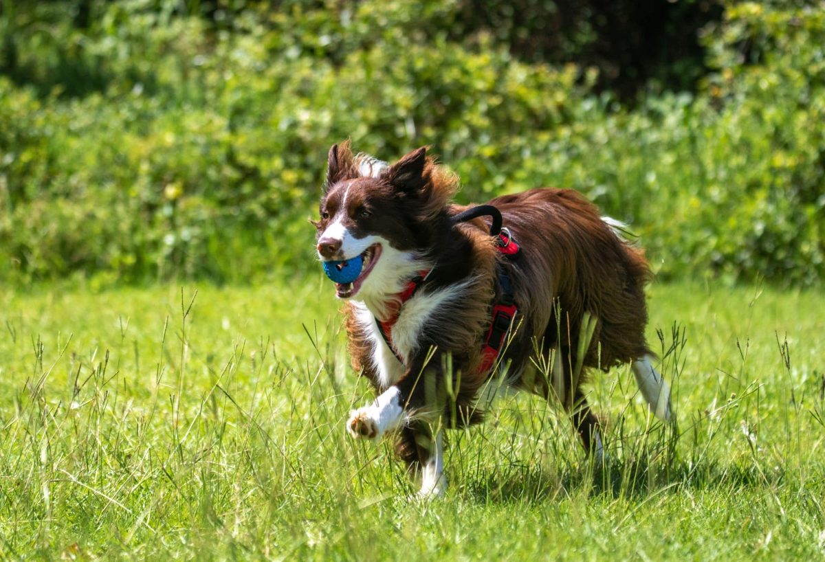 Border Collie displaying incredible focus, stamina, and nonstop enthusiasm for activity.