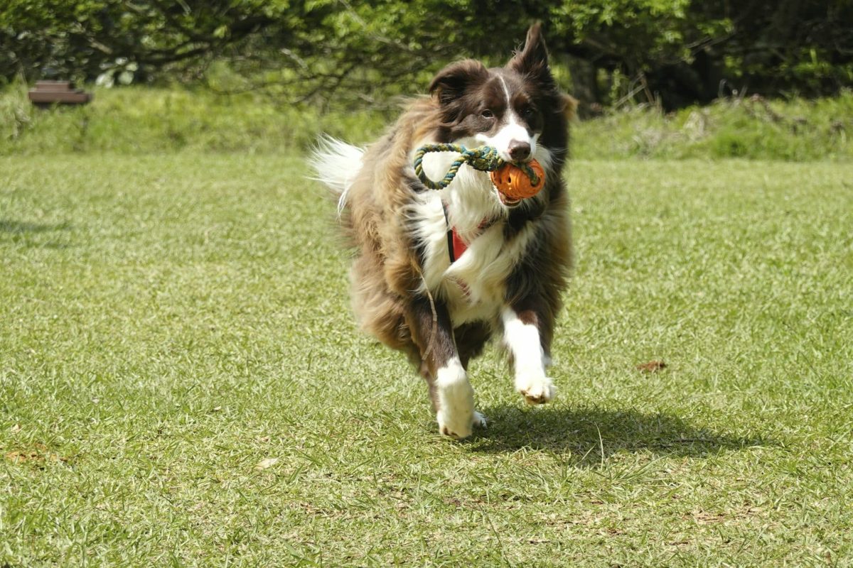 Border Collie enjoying energetic summer play with remarkable focus and joyful enthusiasm.