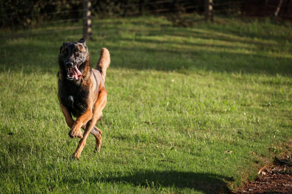 Belgian Malinois showing intense drive and unstoppable working spirit.