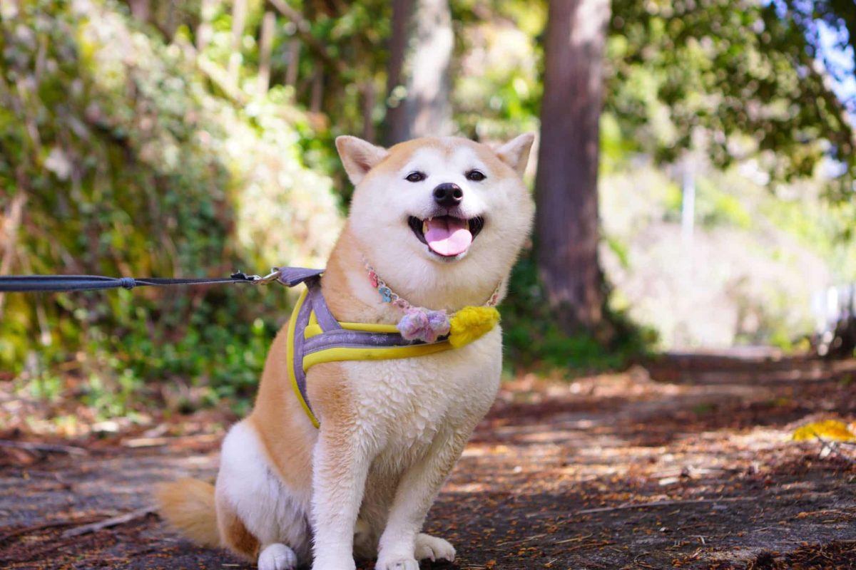 Shiba Inu expressing confident independence with unmistakable self assurance.