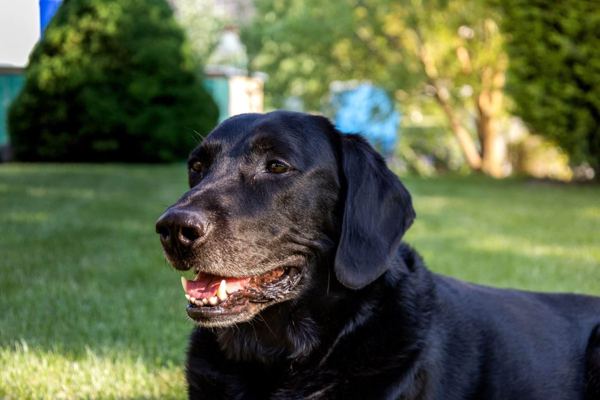 Labrador Retriever sharing faithful companionship with a warm and loving heart.