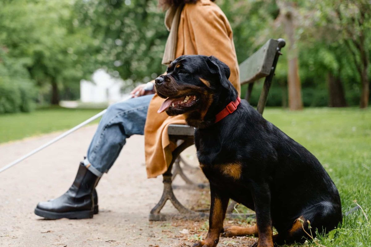 Rottweiler showing its calm, loyal, and affectionate family companion nature.