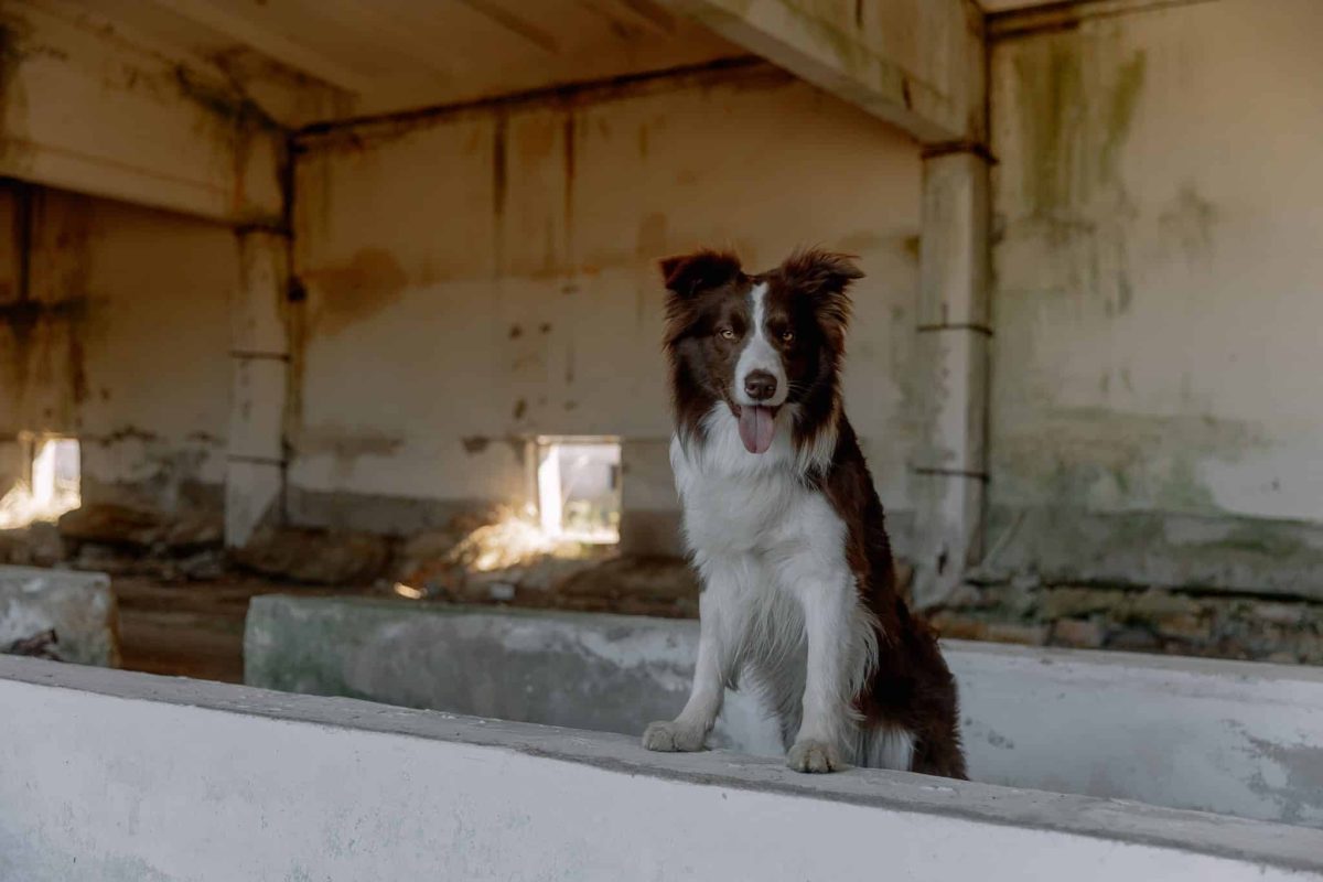Border Collie using intelligence and confidence to guide every situation.