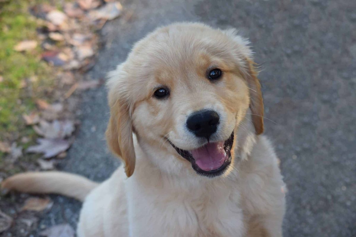 Golden Retriever showing thoughtful curiosity and eager cooperative intelligence.