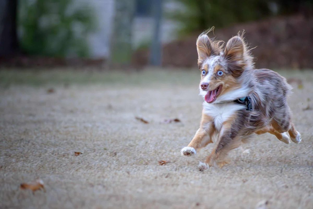 Australian Shepherd bursting with athletic energy and eager determination.