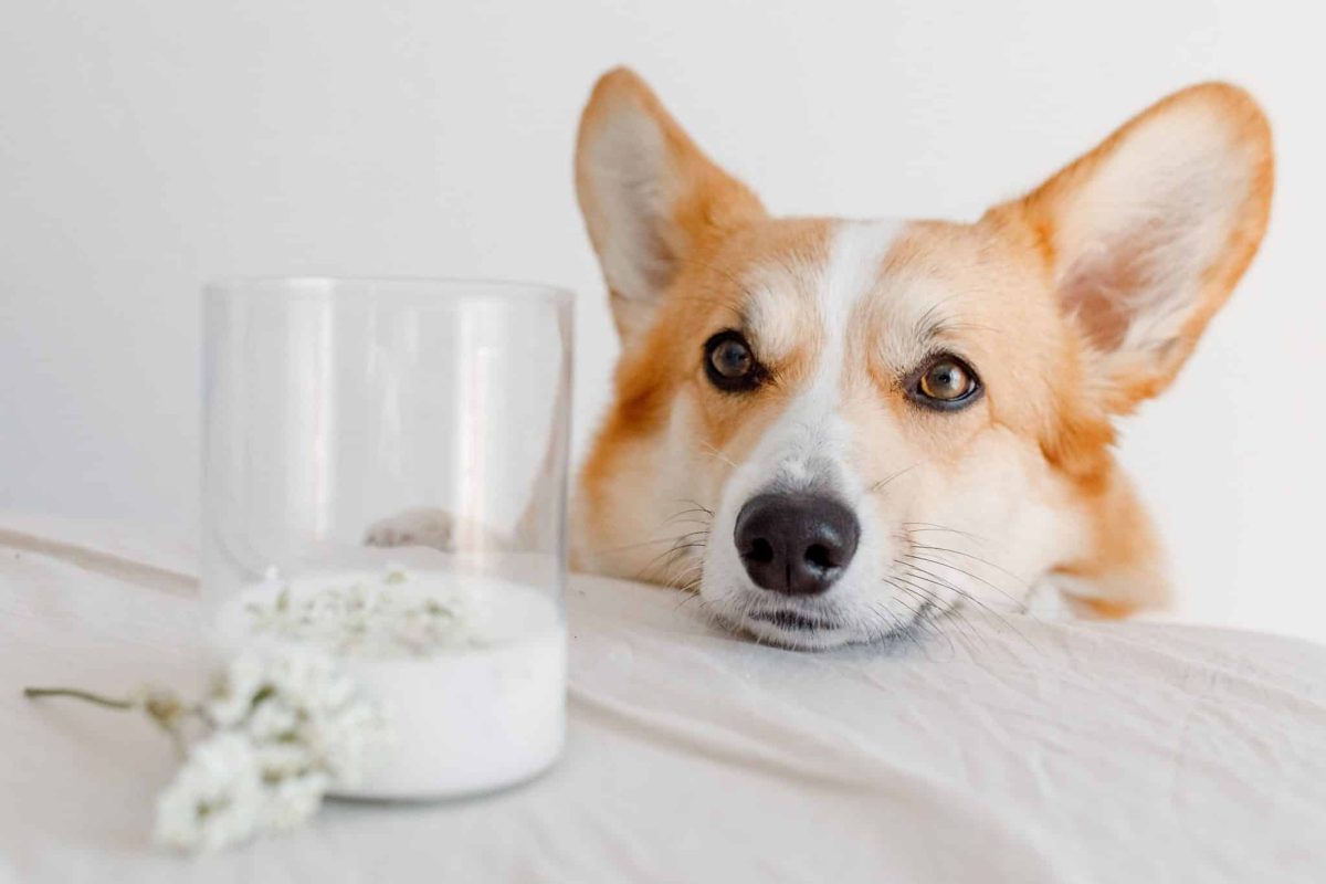 Pembroke Welsh Corgi eagerly watching for forgotten snacks with cheerful determination.