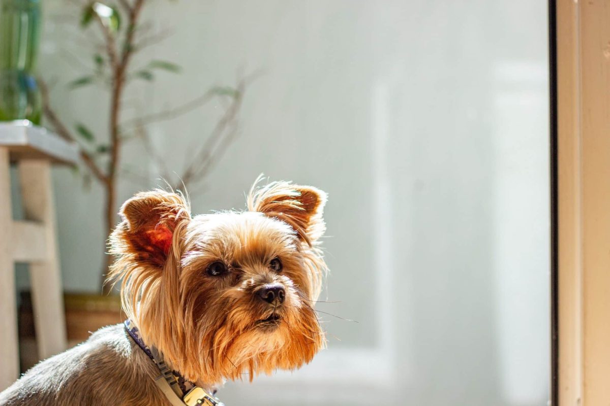 Yorkshire Terrier embracing flat  beingness  with assurance  and affectionate spirit.