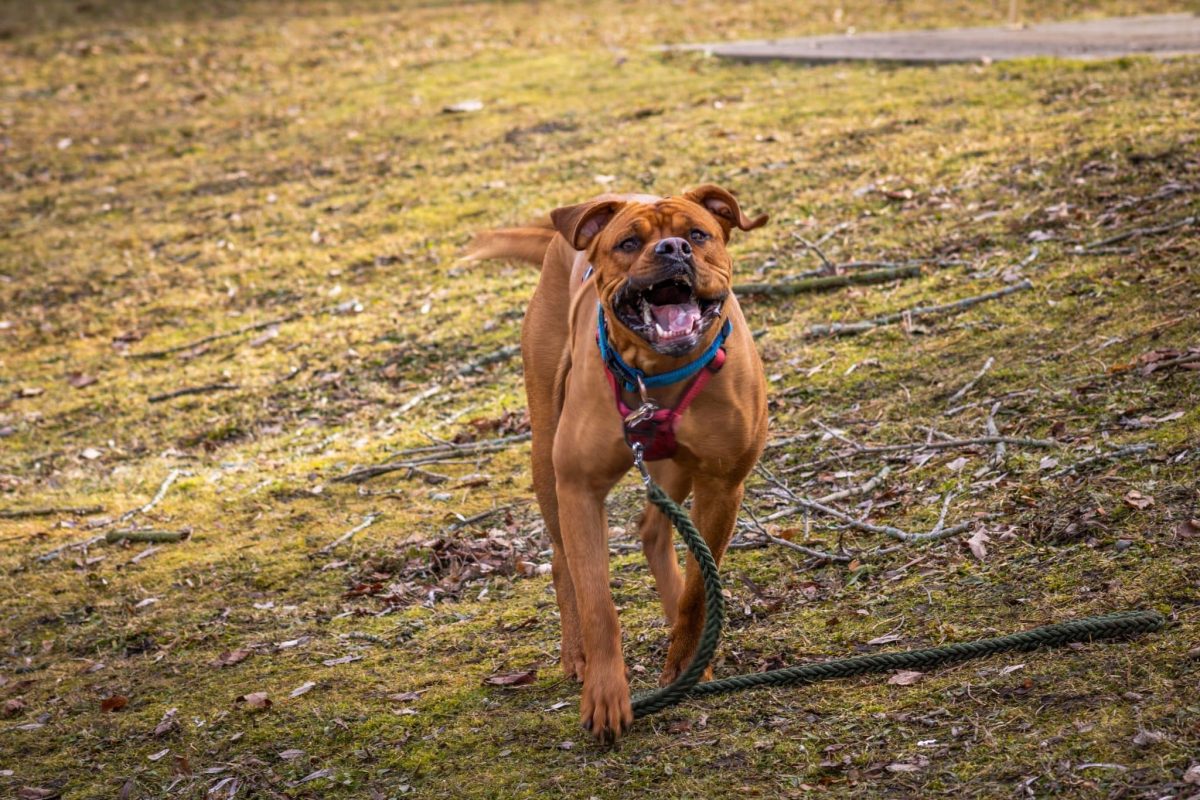 Boxer sharing a goofy, happy face filled with playful charm.