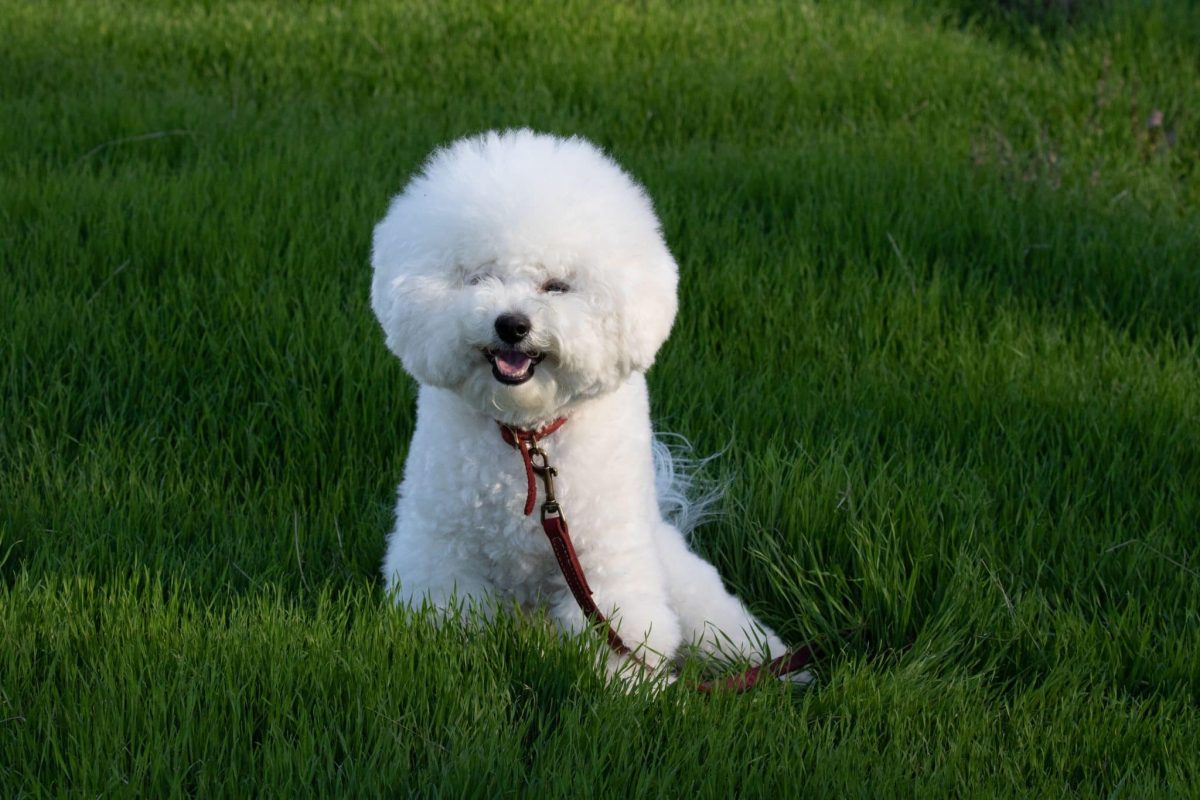 Bichon Frise glowing with cheerful happiness and gentle affection.