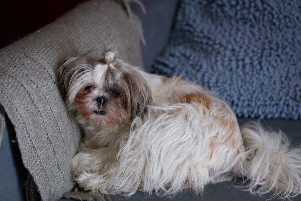 Shih Tzu happily relaxing with its affectionate and peaceful personality.