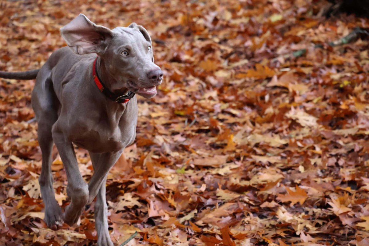 Weimaraner showing determined focus with energetic hunting instincts and curiosity.
