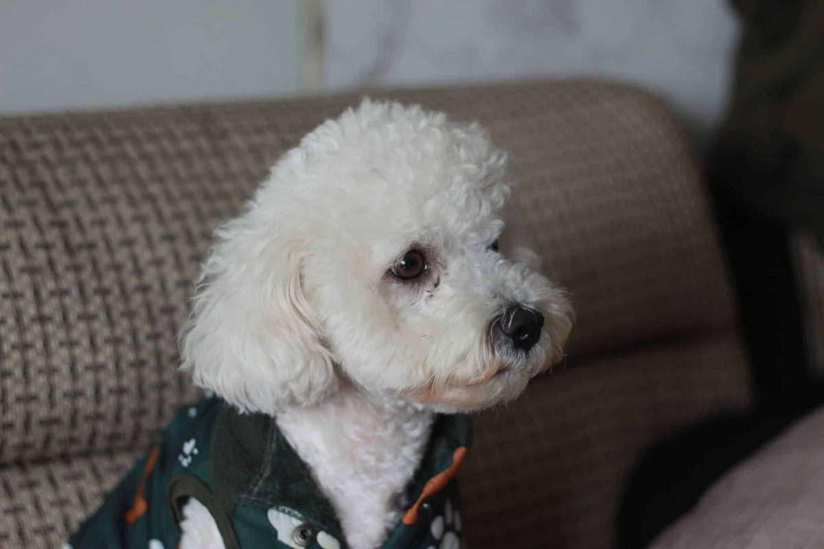 Bichon Frise thriving arsenic  a blessed  companion successful  cozy flat  homes.
