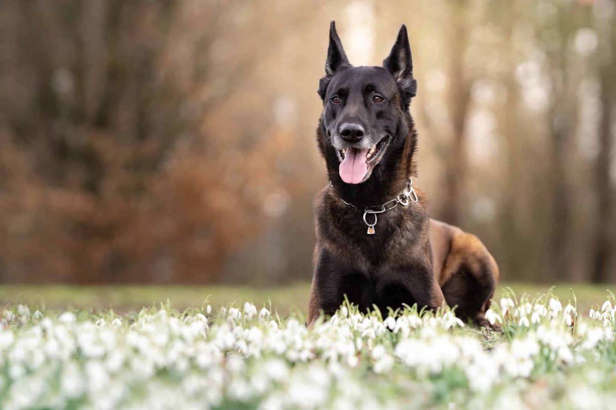 Belgian Malinois displaying focused intelligence and confident decision-making skills.
