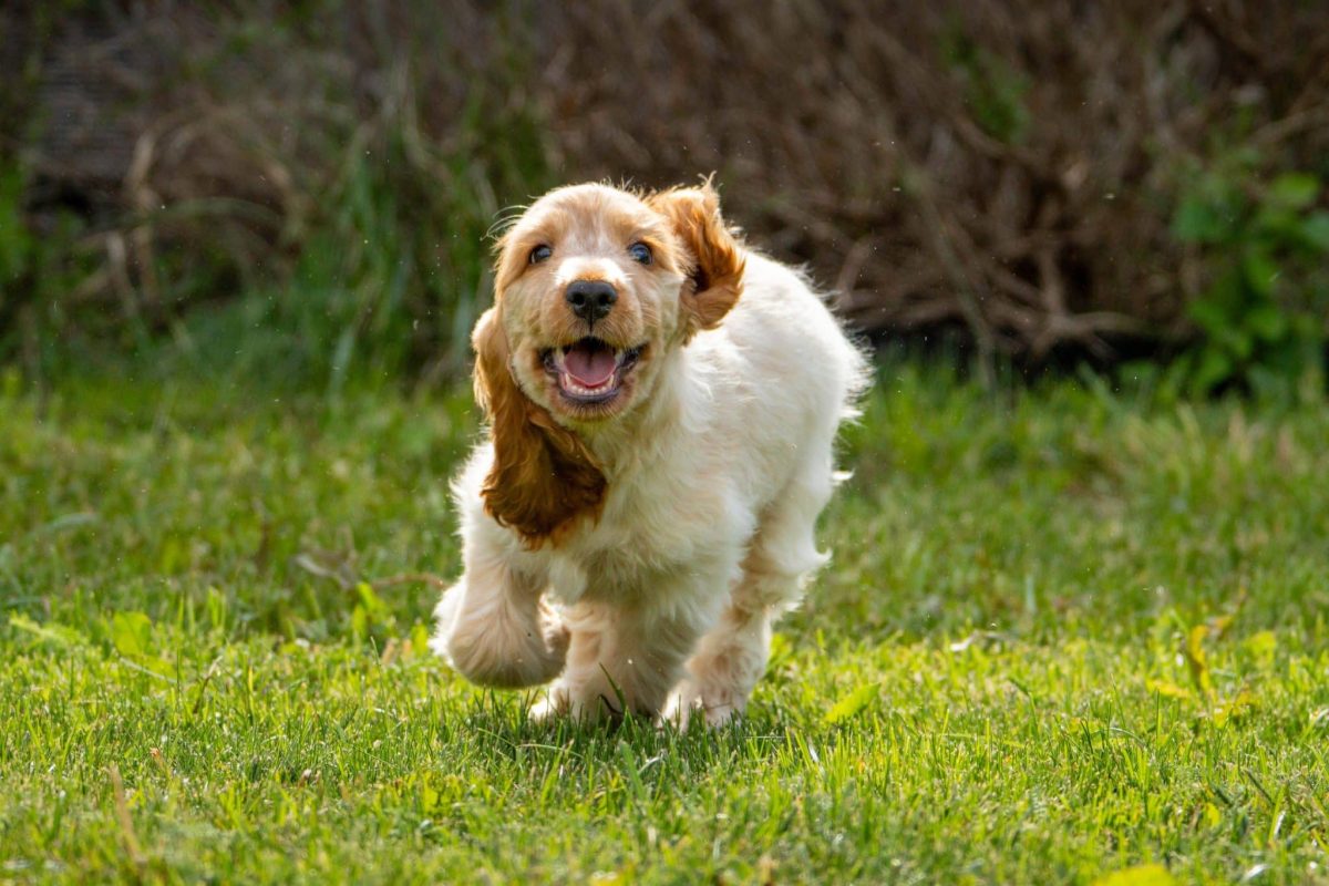 Cocker Spaniel wearing a sweet, joyful expression full of affection.