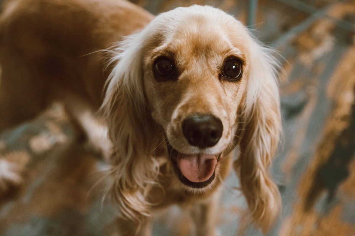 Cocker Spaniel wearing an innocent face that hides sneaky snack ambitions.