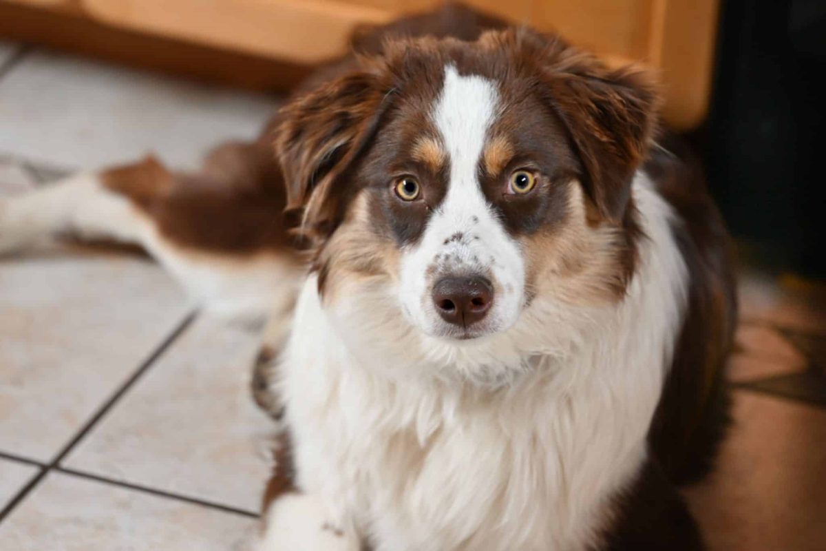 Australian Shepherd watching every snack with clever, determined curiosity.
