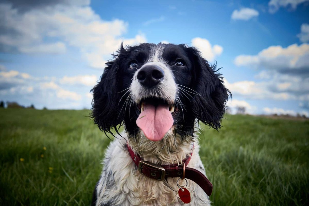 English Springer Spaniel wearing a joyful expression with loving, gentle eyes.